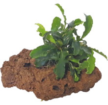 Akvarijná rastlina na lávovom kameni