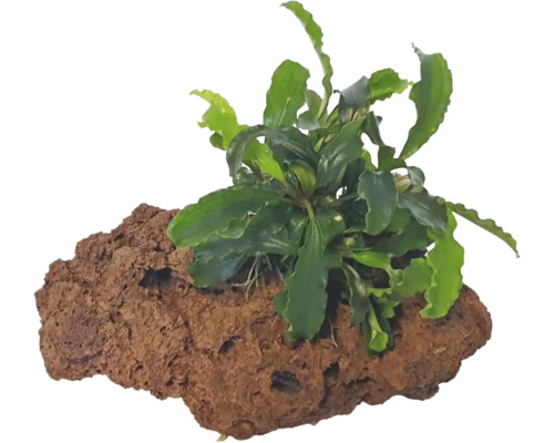 Akvarijná rastlina na lávovom kameni