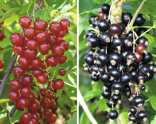 Ríbezle červené a čierne BIO špalier FloraSelf Bio Ribes rubrum 'Rovada' a 'Silvergieters' 60-80 cm kvetináč 5 l
