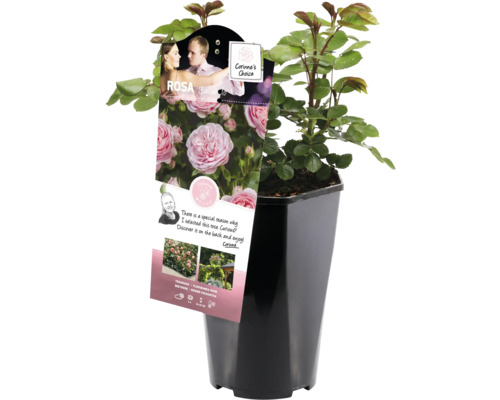 Ruža v kvetináči s etiketou