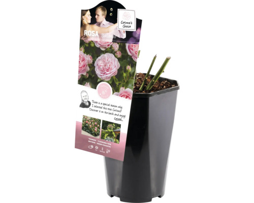 Ruža ''Balanco'' v kvetináči