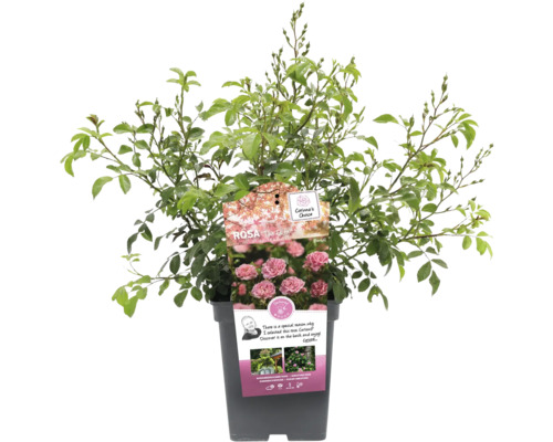 Ruža The Fairy v kvetináči