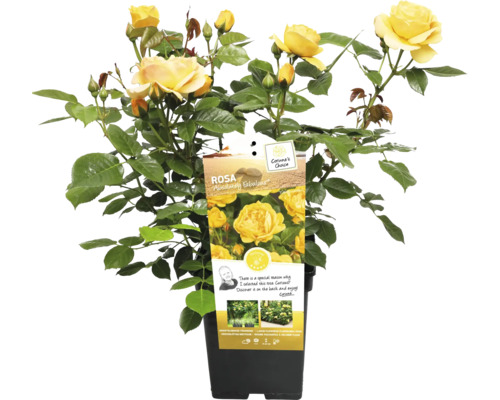 Žltá záhonová ruža v kvetináči