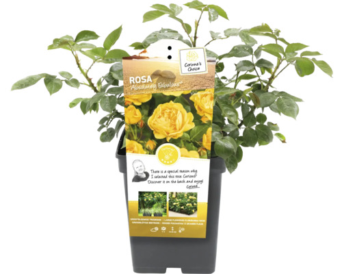 Ruža Absolutely Fabulous v kvetináči