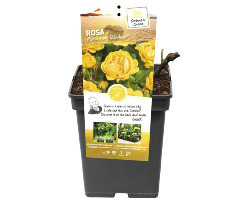 Žltá záhonová ruža Absolutely Fabulous v kvetináči