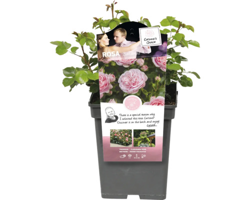 Záhonová ruža Rosa Ballando v kvetináči