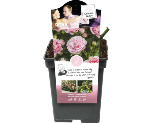 Záhonová ruža Rosa ''Ballando'' v kvetináči