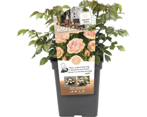 Ruža v kvetináči, odroda Garden of Roses