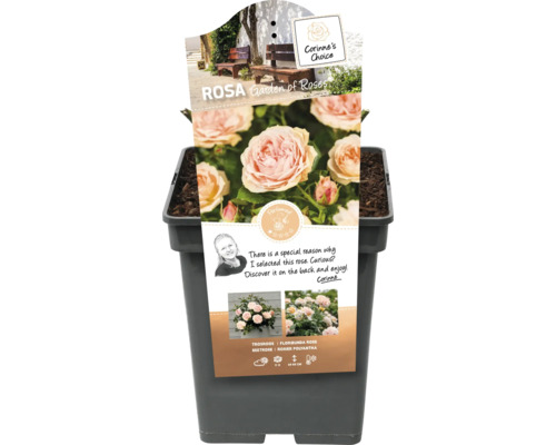 Záhonová ruža v kvetináči