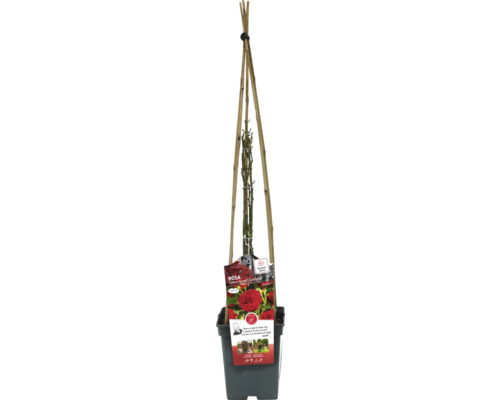 Popínavá ruža v kvetináči s popínavou oporou