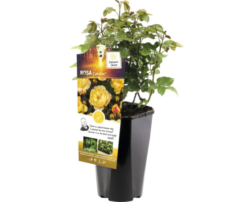 Žltá záhonová ruža v kvetináči