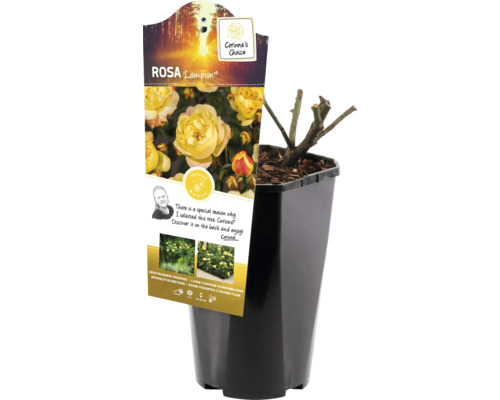 Ruža Lampion v kvetináči