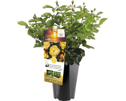 Žltá ruža v kvetináči