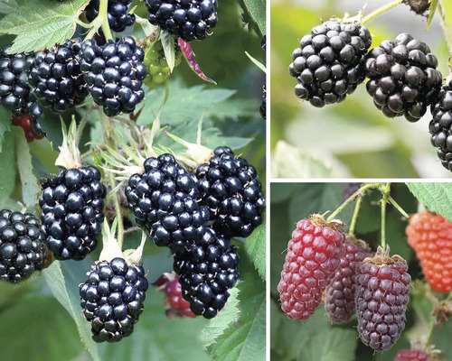 Černica BIO trio na špalieri Hof:Obst Rubus fruticosus 50-60 cm kvetináč 6 l, 3 odrody