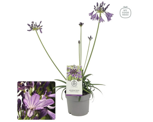 Agapant FloraSelf Agapanthus EVER® 'Poppin Purple' kvetináč Ø 17 cm