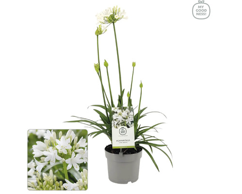 Agapant FloraSelf Agapanthus EVER® 'White' kvetináč Ø 17 cm