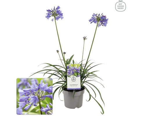 Agapant FloraSelf Agapanthus EVER® 'Sapphire' kvetináč Ø 17 cm