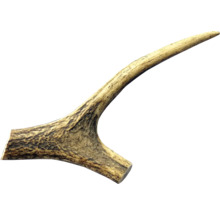 Jeden kus jelenieho parožia