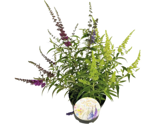 Letný motýlí ker FloraSelf Buddleja davidii 'Summer Kids Tricolor' výška 40–60 cm kontajner 5 L