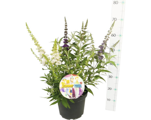 Budleja Davidova v kvetináči s kvetom