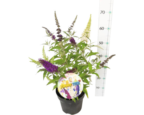 Motýlí krík v kvetináči s kvetmi rôznych farieb