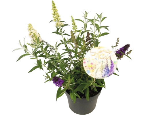 Budleja Davidova v kvetináči s etiketou