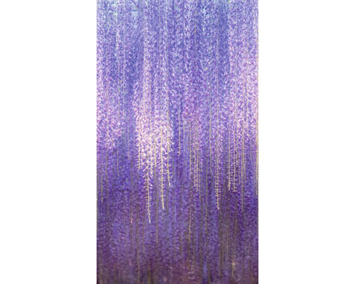 Vliesová tapeta na stenu ML6501 Wisteria 1,59x2,8 m Detail kvitnúcich vistárií