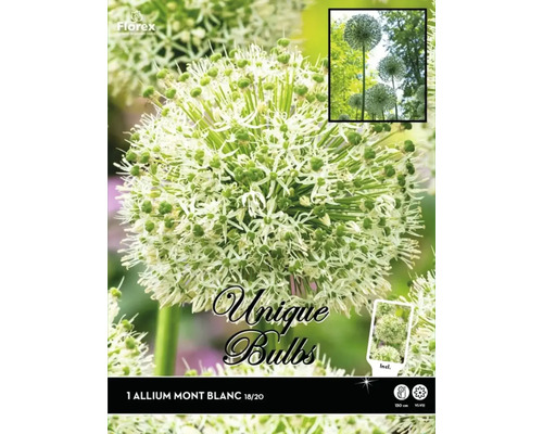 Okrasný cesnak Unique Allium Riesenlauch 'Mont Blanc' 1 ks