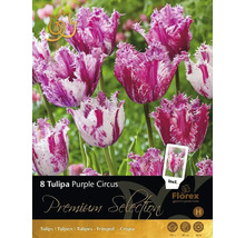 Balenie 8 cibuliek tulipánu Tulipa Purple Circus