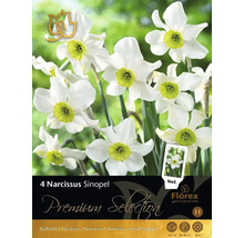 Balenie 4 cibuliek narcisu Sinopel