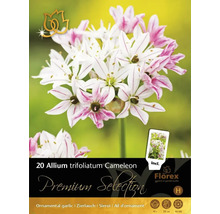 Balenie 20 ks cibuliek Allium trifoliatum Cameleon