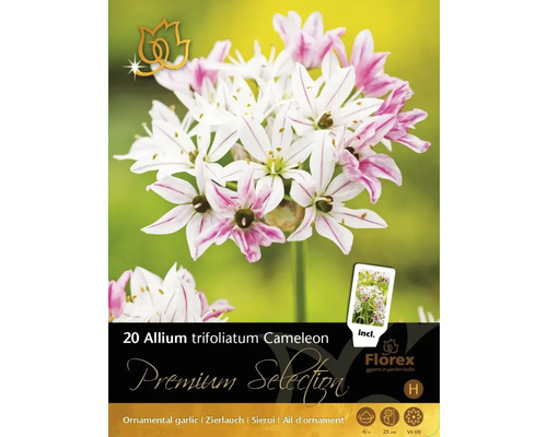 Okrasný cesnak Premium Selection Allium trifoliatum 'Cameleon' 20 ks