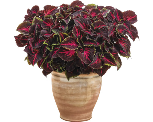 Koleus, žihľava africká FloraSelf Coleus 'Torchlight' kvetináč Ø 12 cm