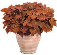 Coleus rastlina v terakotovom kvetináči