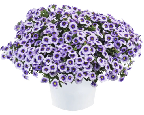 Minipetúnia, Million Bells FloraSelf Calibrachoa 'Eyeconic Purple' kvetináč Ø 12 cm