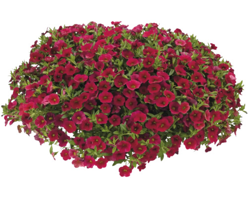 Rastlina Calibrachoa s červenými kvetmi