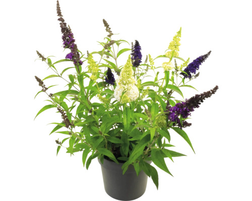 Motýlí ker v kvetináči