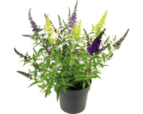 Motýlí ker v kvetináči