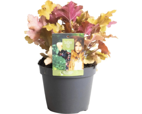 Heuchera Marmelade rastlina v kvetináči