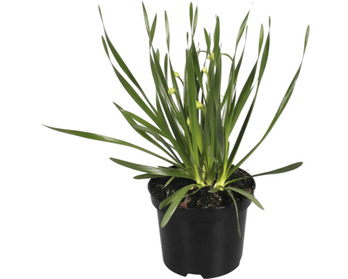 Bledule betlehemská rastlina v kvetináči