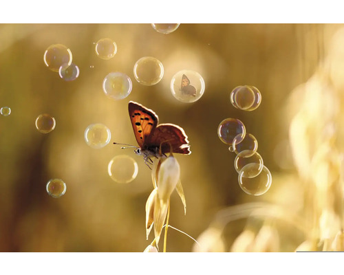 Obraz na plátne CAGI 50x120 cm Motýľ Bubbles