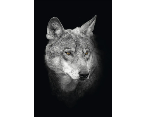 Obraz na plátne CAN 4050 vlk 50x40 cm