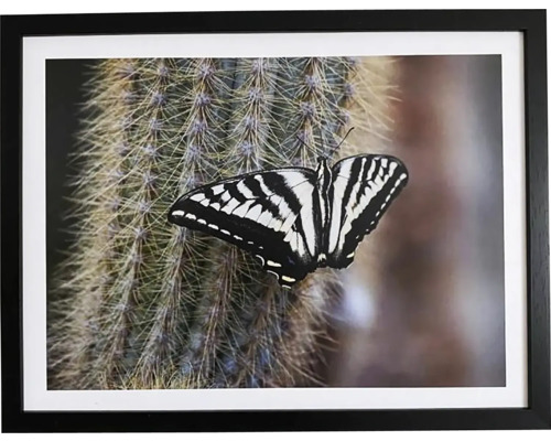 Obraz v ráme DMB 33x43 cm Motýľ