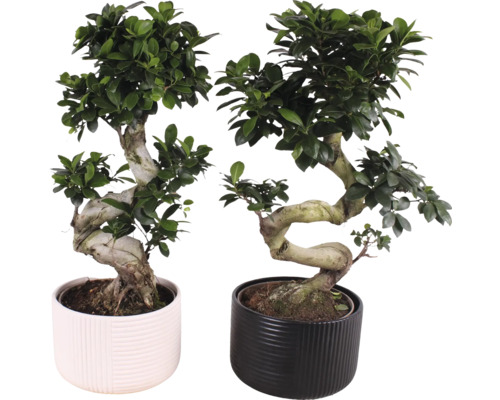 Figovník maloplodý FloraSelf Ficus microcarpa Ginseng kvetináč Ø 22 cm s keramickým obalom Crispy