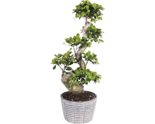 Figovník maloplodý S-Shape FloraSelf Ficus microcarpa Ginseng cca 60 cm v keramickom obale Rustic Touch Ø 25 cm