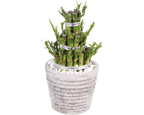 Dračinec pruhovaný Lucky Bamboo kvetináč Ø 11 cm Rustic Touch