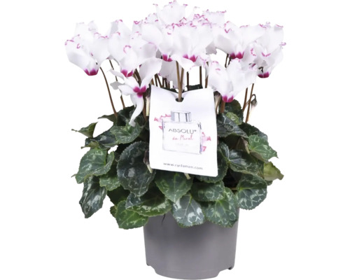 Cyklámen voňavý FloraSelf Cyclamen 'De Morel' výška 20-25 cm kvetináč Ø 12 cm