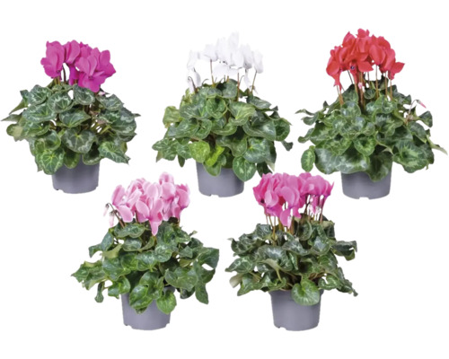 Cyklámen FloraSelf Cyclamen 'Fuji' výška 20-25 cm kvetináč Ø 13 cm 1 ks, rôzne farby