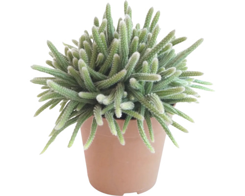Ripsalis bobuľonosný FloraSelf Rhipsalis horrida výška cca 15 cm kvetináč Ø 12 cm Kaktus v kvetináči