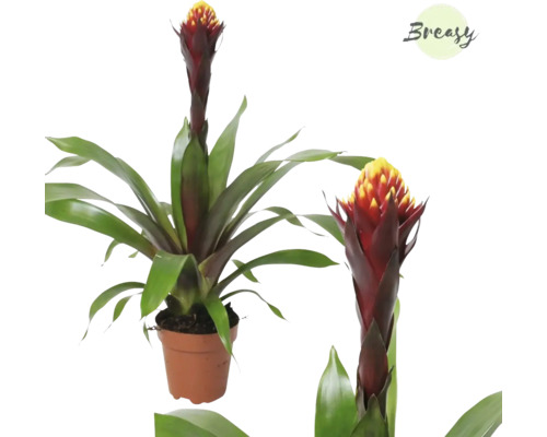 Guzmánia FloraSelf Guzmania kultivar 'Akabar' výška 35-50 cm kvetináč Ø 12 cm